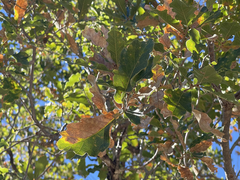 Quercus tuberculata
