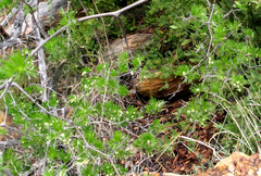 Asparagus retrofractus