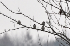 Passer montanus
