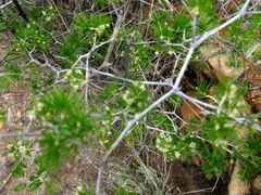 Asparagus retrofractus