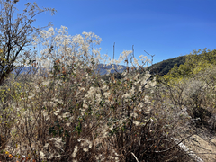 Brickellia peninsularis