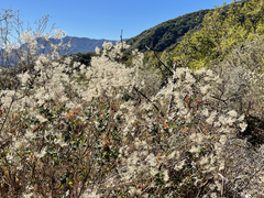 Brickellia peninsularis