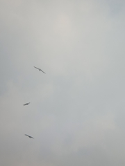 Milvus migrans