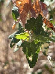 Brickellia peninsularis