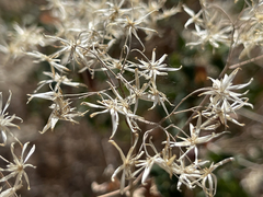 Brickellia peninsularis