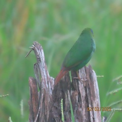 Erythrura trichroa