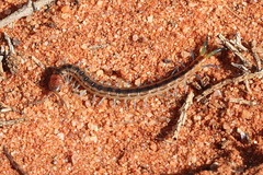 Scolopendra laeta