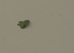 Chloropteryx nordicaria