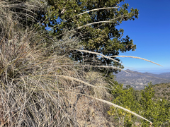 Muhlenbergia emersleyi