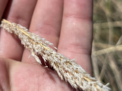 Muhlenbergia emersleyi