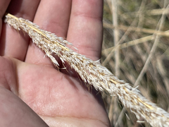 Muhlenbergia emersleyi