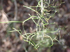Asparagus divaricatus