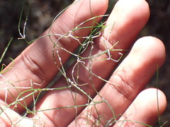 Asparagus divaricatus