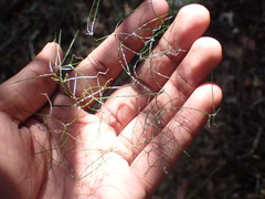 Asparagus divaricatus