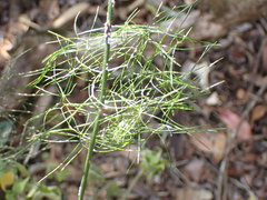Asparagus divaricatus