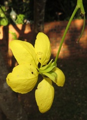 Cassia abbreviata