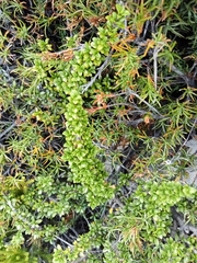 Coprosma pseudocuneata