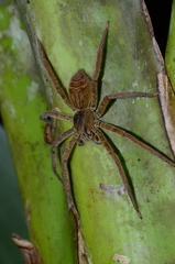 Cupiennius coccineus