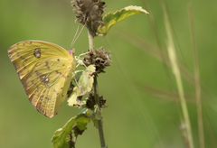 Phoebis philea