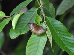 Tanaecia iapis