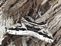 Scioglyptis lyciaria