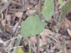 Senecio angulatus