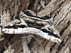 Scioglyptis lyciaria