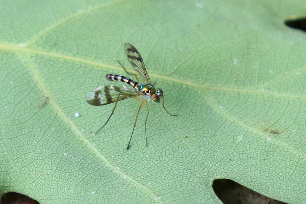 Heteropsilopus ingenuus from Cotter Bend/Reserve, ACT, Australia on