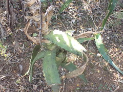 Aloe africana