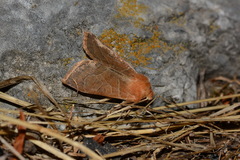 Agrochola trapezoides