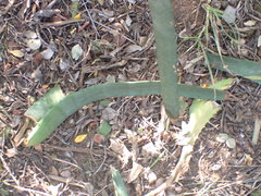 Aloe africana