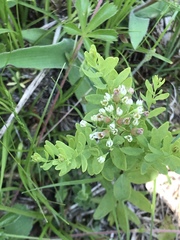 Comandra umbellata umbellata