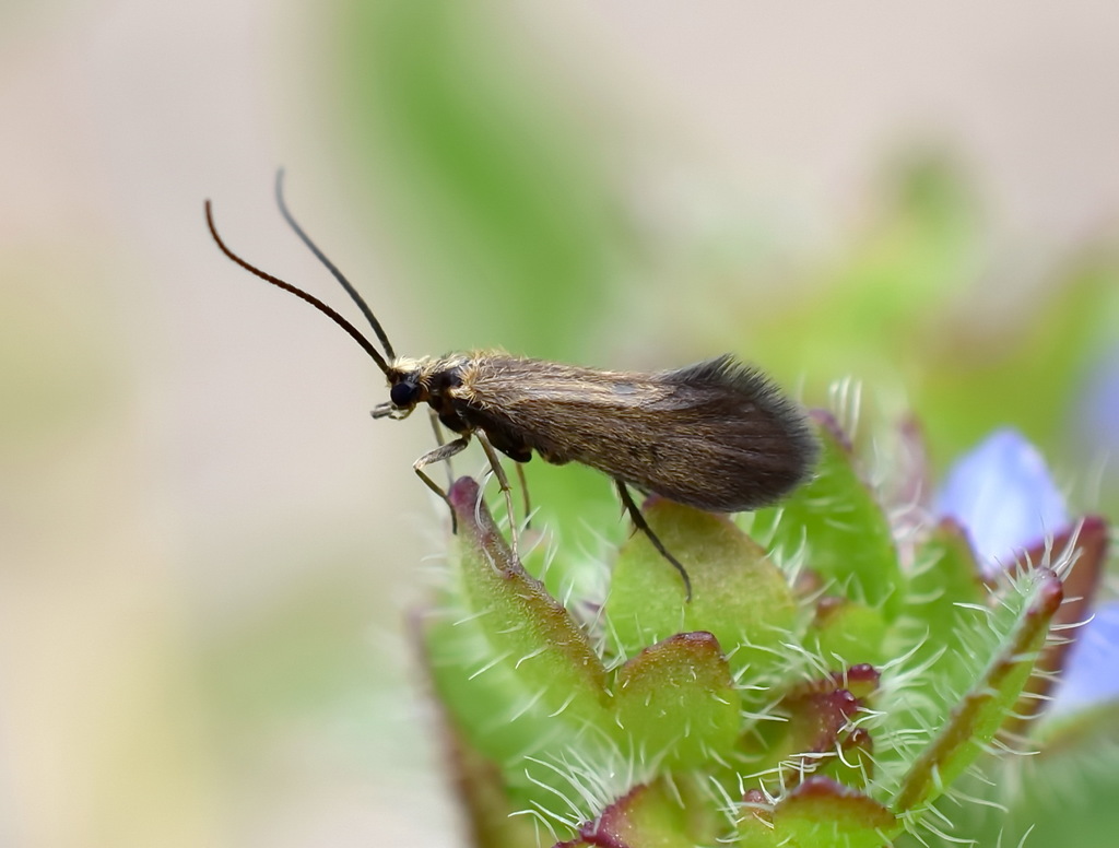 Agapetinae