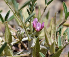 Astragalus oxyglottis