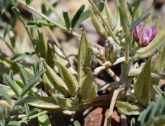 Astragalus oxyglottis