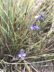 Comesperma calymega