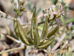 Astragalus oxyglottis