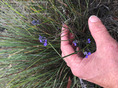 Comesperma calymega