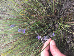 Comesperma calymega