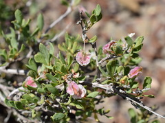 Atraphaxis replicata