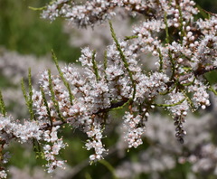 Tamarix tetrandra