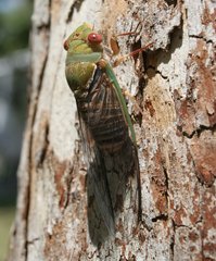 Macrotristria intersecta
