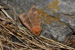 Agrochola trapezoides