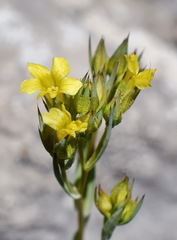 Linum corymbulosum