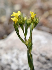 Linum corymbulosum
