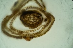 Schistidium atrichum