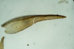 Schistidium atrichum