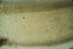 Schistidium atrichum