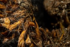 Schistidium atrichum