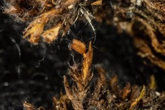 Schistidium atrichum